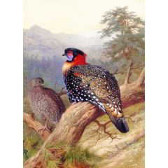 A Pair of Western Traopans Painting Reproduction