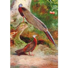 A Pair of Malay Arguses Painting Reproduction