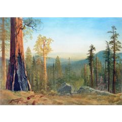 Mariposa Big Tree Grove, Yosemite Painting Reproduction