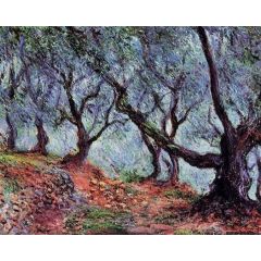Grove of Olive Trees in Bordighera Painting Reproduction