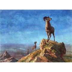 Rocky Mountain Big Horns Painting Reproduction