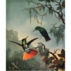 Two Hooded Visorbearer Hummingbirds Painting Reproduction