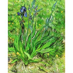 The Iris Painting Reproduction