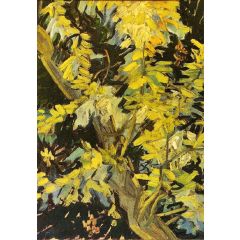 Blossoming Acacia Branches Painting Reproduction
